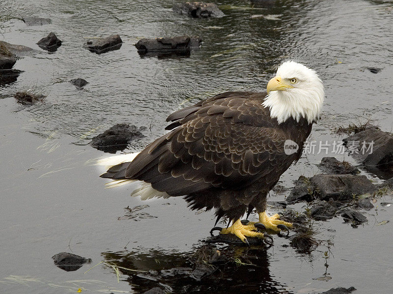 Bald Eagle standing in water